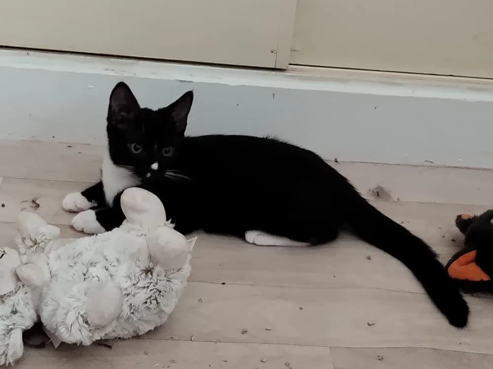 GALAXY, male puppy Mixed Breed for adoption at SPA Inzinzac-Lochrist, Inzinzac