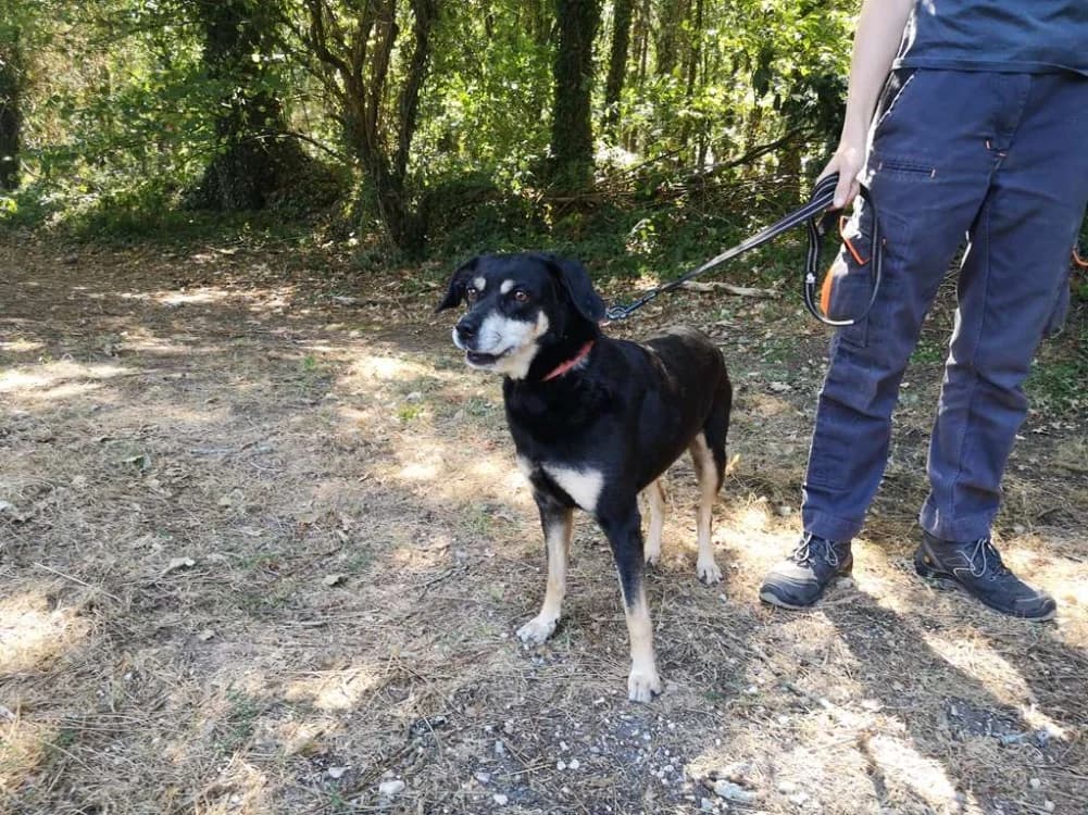 naya, female senior mixed breed for adoption at SPA Inzinzac-Lochrist, Inzinzac