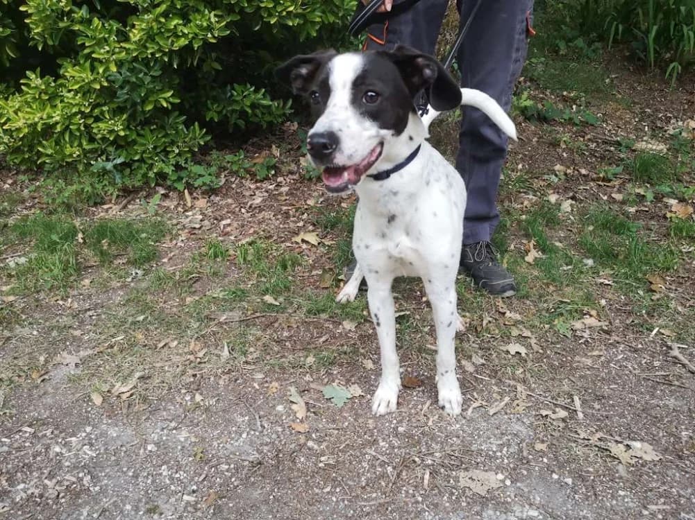 AROS réservé, male young Pointer for adoption at SPA Inzinzac-Lochrist, Inzinzac