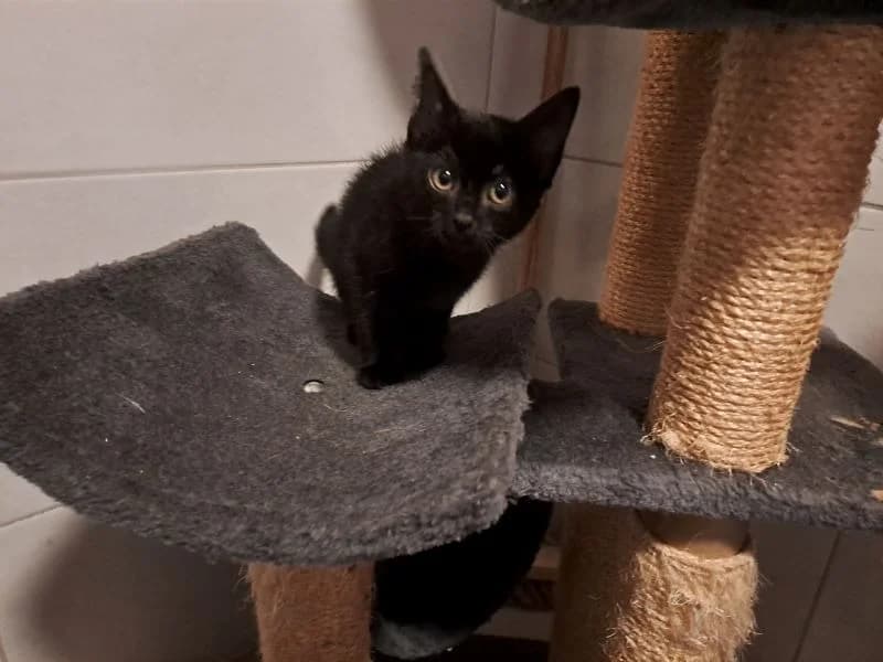 Réservée banjul, female Mixed Breed for adoption at SPA Inzinzac-Lochrist, Inzinzac
