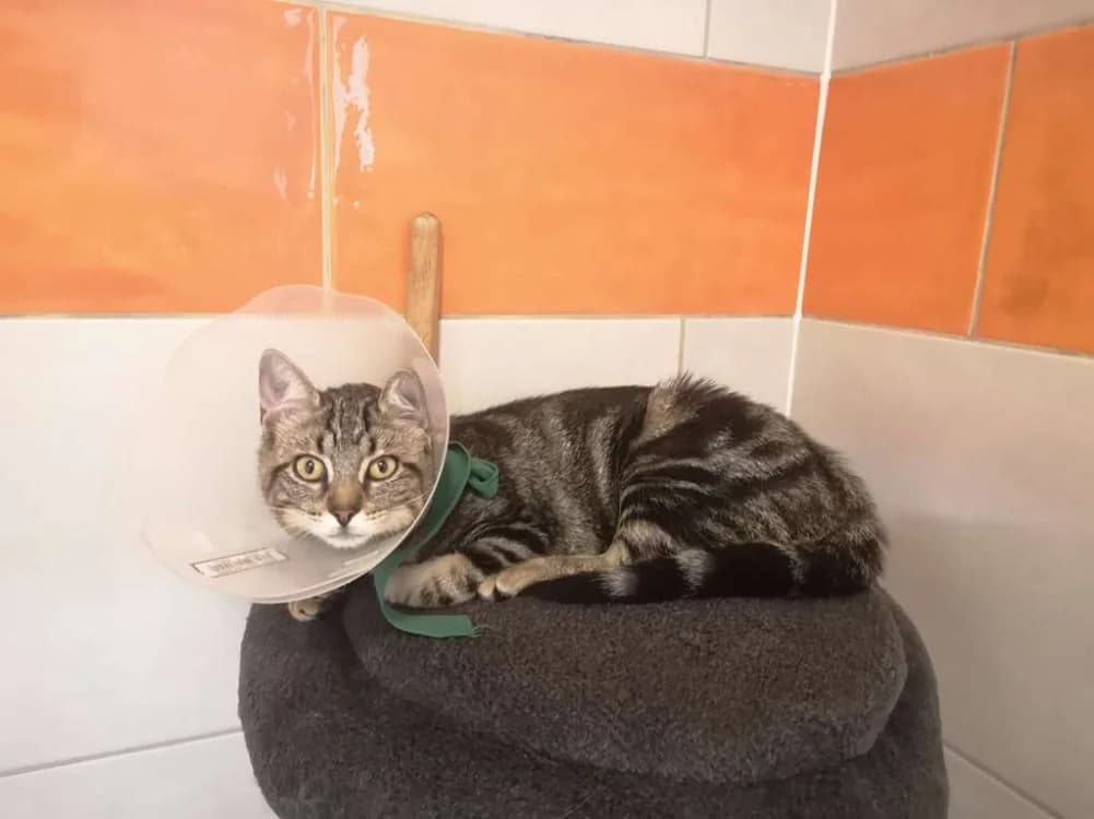 Indiana, female Mixed Breed for adoption at SPA Inzinzac-Lochrist, Inzinzac