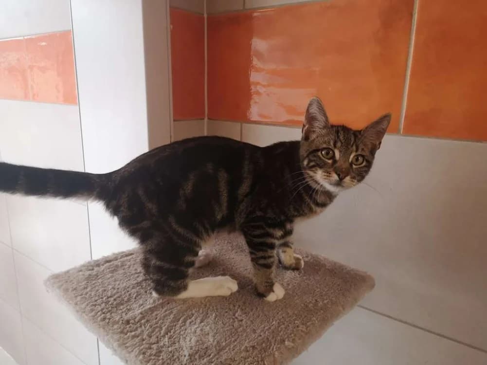 Icare, male Mixed Breed for adoption at SPA Inzinzac-Lochrist, Inzinzac