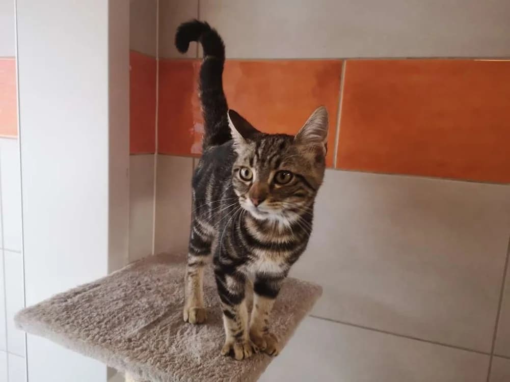 Macan, male Mixed Breed for adoption at SPA Inzinzac-Lochrist, Inzinzac