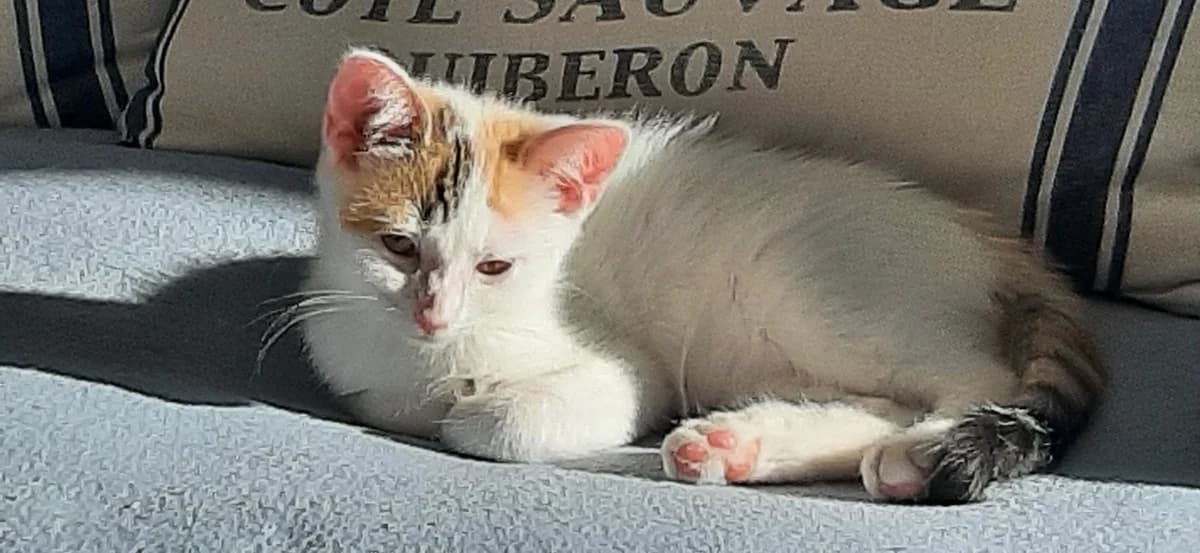 lili, female mixed breed for adoption at SPA Inzinzac-Lochrist, Inzinzac