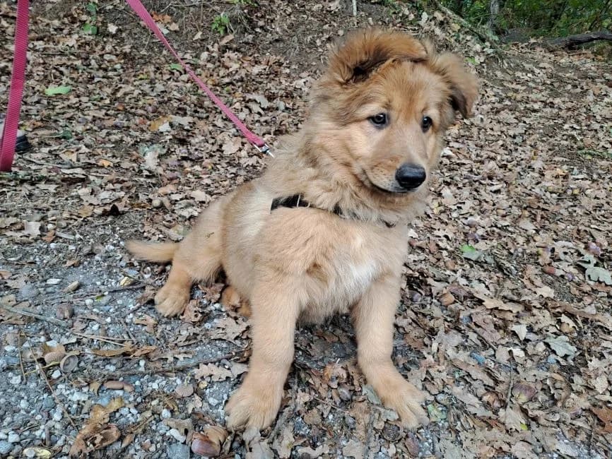 gandja, male Mixed Breed for adoption at SPA Inzinzac-Lochrist, Inzinzac