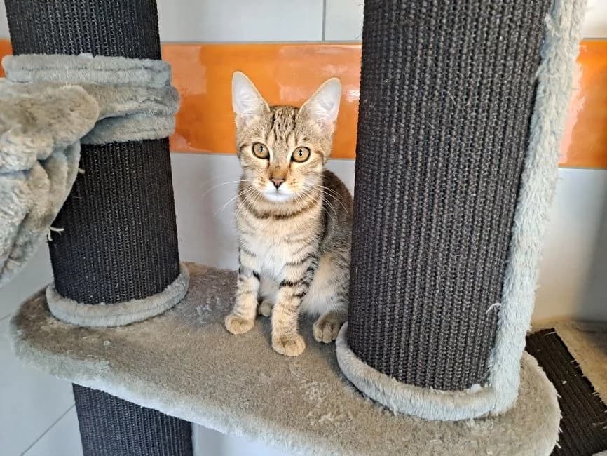 BALZAC, male Mixed Breed for adoption at SPA Inzinzac-Lochrist, Inzinzac