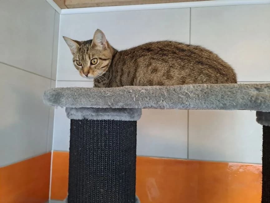 BLOSSOM, female Mixed Breed for adoption at SPA Inzinzac-Lochrist, Inzinzac