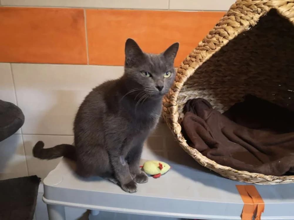 yuka, female 5yo Mixed Breed for adoption at SPA Inzinzac-Lochrist, Inzinzac