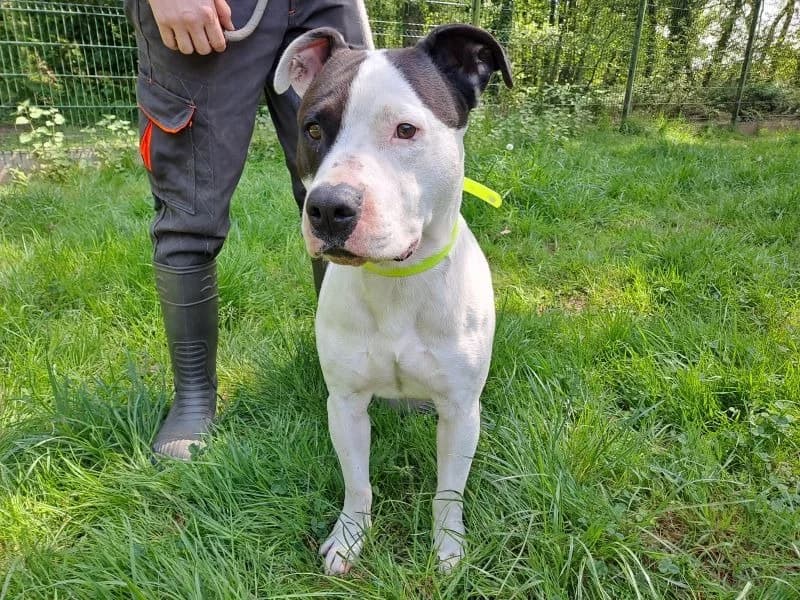 HADES, male 4yo Mixed Breed for adoption at SPA Inzinzac-Lochrist, Inzinzac
