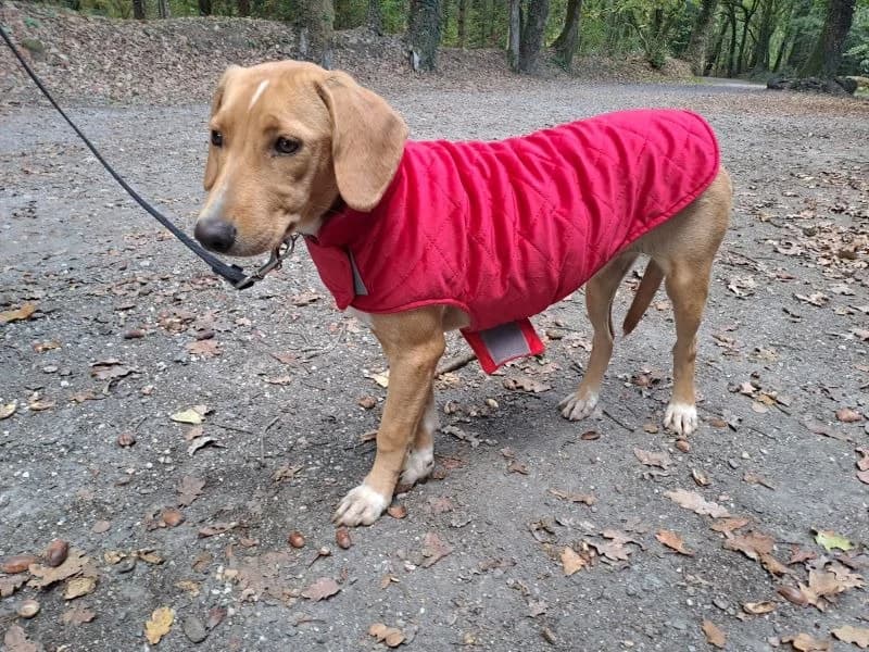 MONA, female Mixed Breed for adoption at SPA Inzinzac-Lochrist, Inzinzac