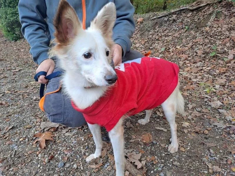 VANIA, female young mixed breed for adoption at SPA Inzinzac-Lochrist, Inzinzac