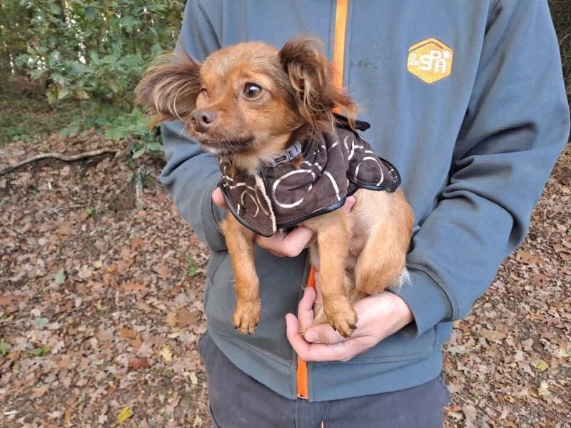 NOISETTE, female puppy mixed breed for adoption at SPA Inzinzac-Lochrist, Inzinzac