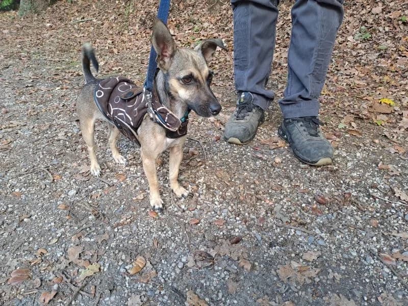 PICA, female young mixed breed for adoption at SPA Inzinzac-Lochrist, Inzinzac