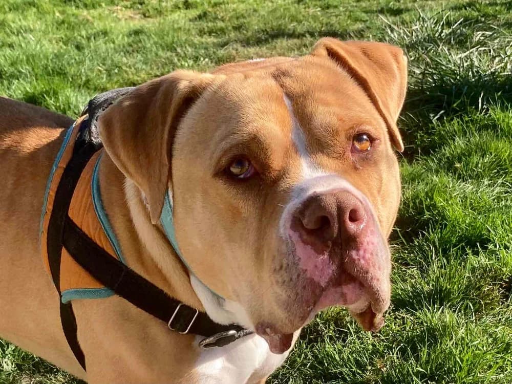 SAAD, male 4yo American Bully for adoption at SPA La Roche-sur-Yon, Roche Sur Yon