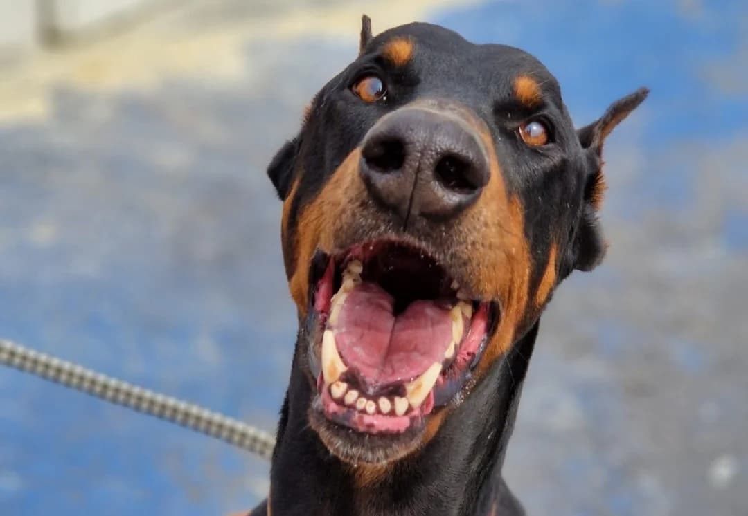 Dobik (promis), male senior Doberman for adoption at SPA La Roche-sur-Yon, Roche Sur Yon