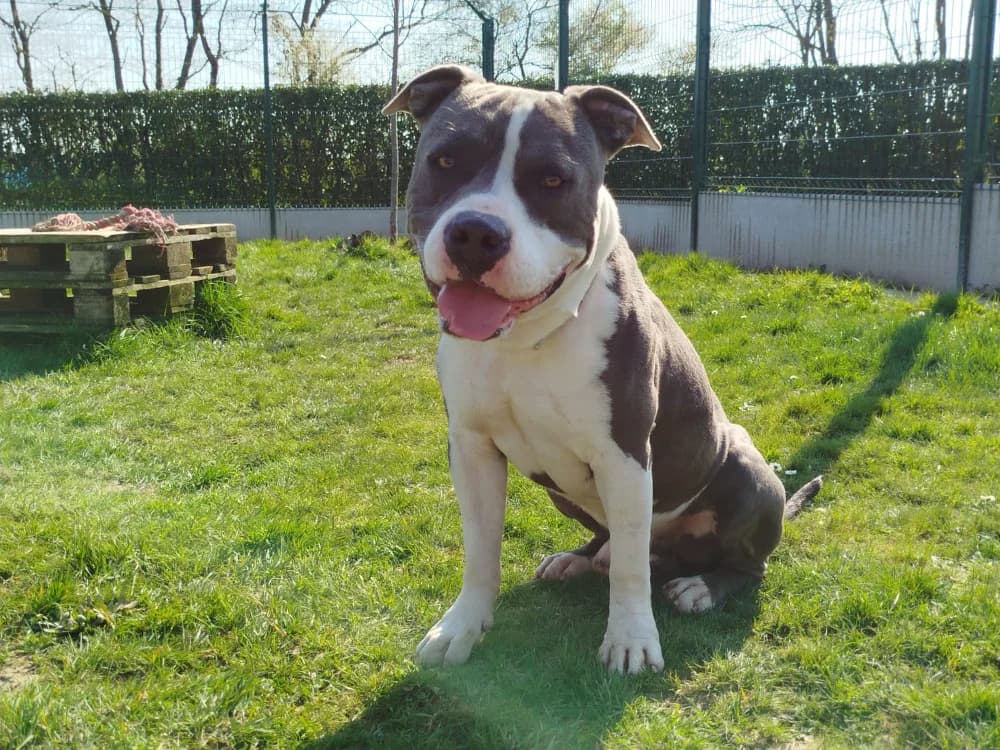 IWA, male 7yo American Bully for adoption at SPA La Roche-sur-Yon, Roche Sur Yon