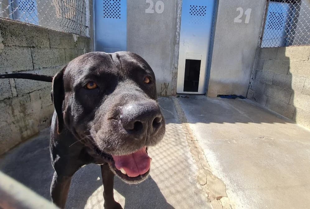 phloky, male 6yo Cane Corso for adoption at SPA La Roche-sur-Yon, Roche Sur Yon