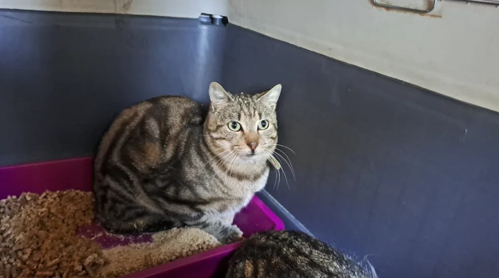 FLASH (promis), male 3yo mixed breed for adoption at SPA La Roche-sur-Yon, Roche Sur Yon