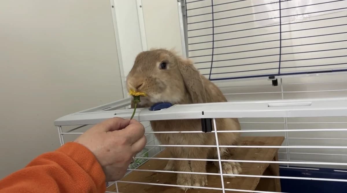 LUFFY, male mixed breed for adoption at SPA La Roche-sur-Yon, Roche Sur Yon