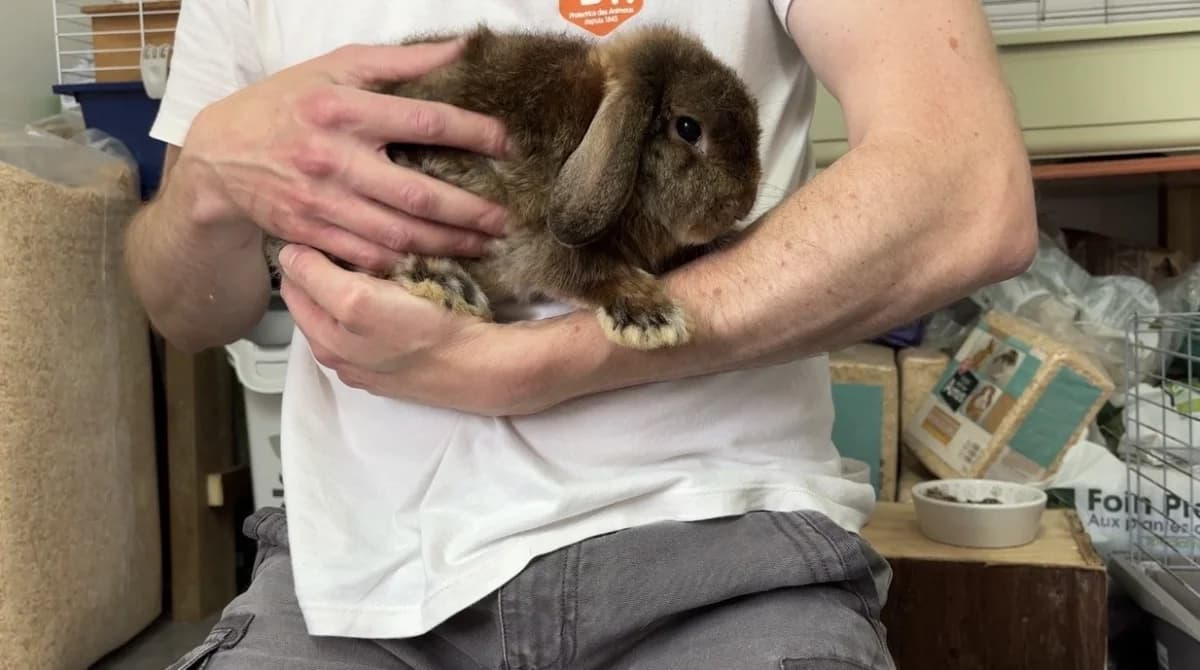 GONZALES, male mixed breed for adoption at SPA La Roche-sur-Yon, Roche Sur Yon