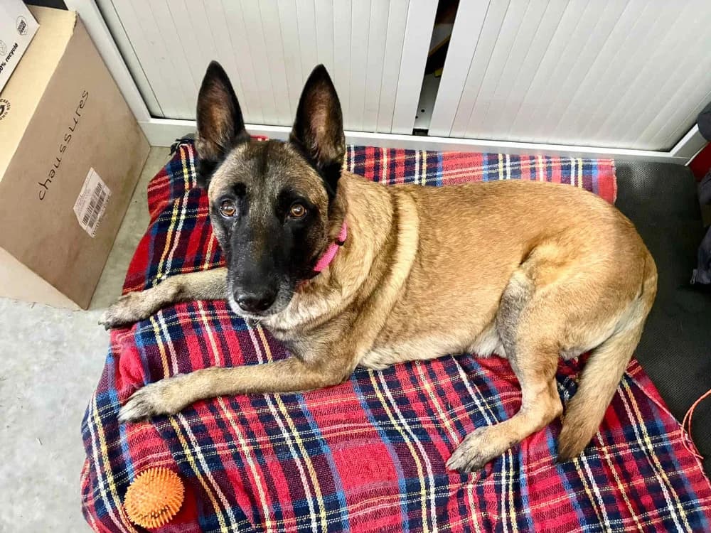 JUNIOR, male senior Belgian Malinois for adoption at SPA La Roche-sur-Yon, Roche Sur Yon