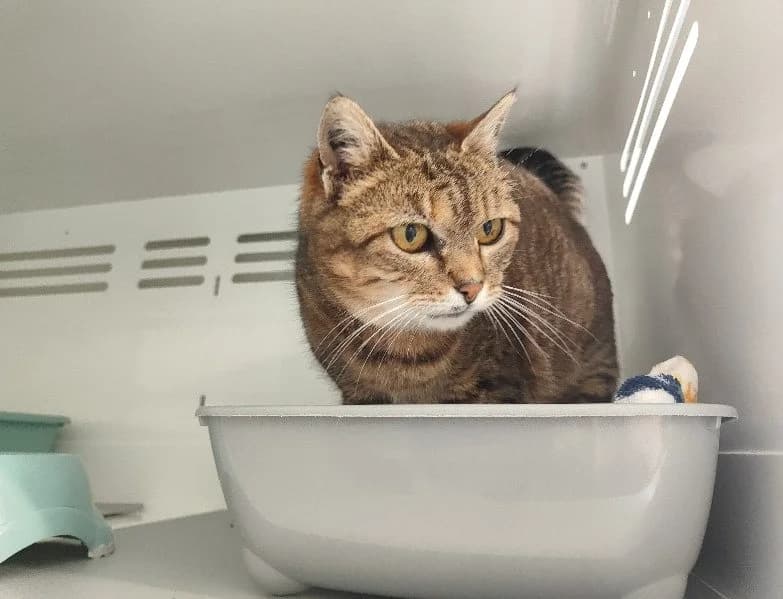 POPOTE, female senior Mixed Breed for adoption at SPA La Roche-sur-Yon, Roche Sur Yon