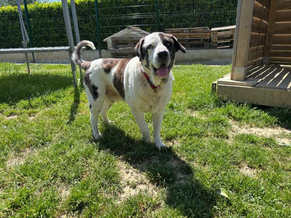 GROUVER, male 5yo Mixed Breed for adoption at SPA La Roche-sur-Yon, Roche Sur Yon
