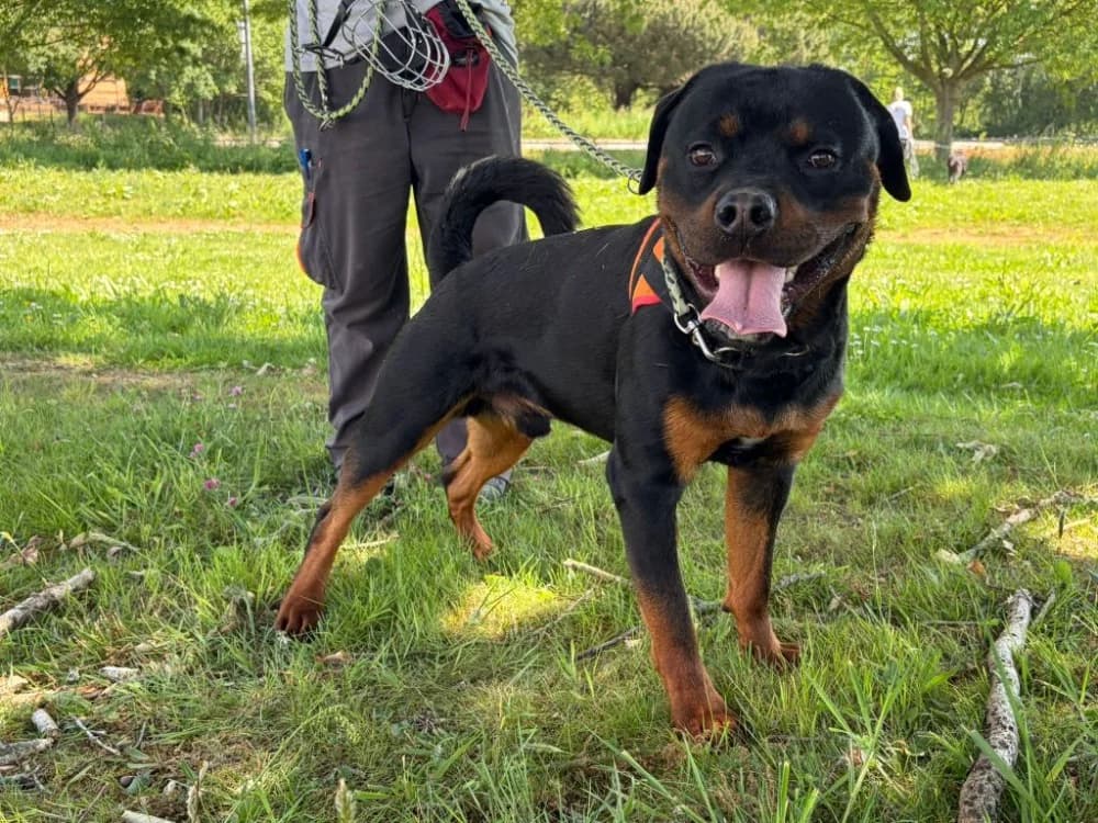 AIKO, male young Rottweiler for adoption at SPA La Roche-sur-Yon, Roche Sur Yon