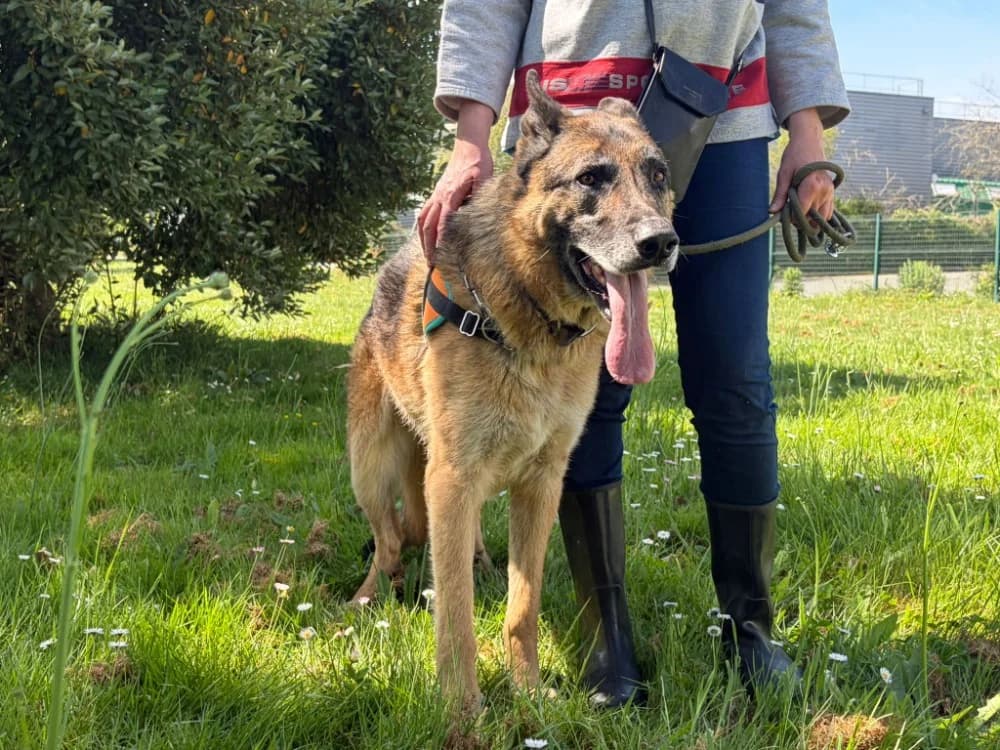 NEMO, male senior German Shepherd for adoption at SPA La Roche-sur-Yon, Roche Sur Yon