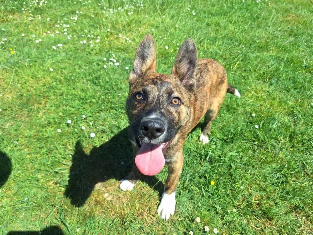 ANGE (PROMIS), male German Shepherd for adoption at SPA La Roche-sur-Yon, Roche Sur Yon