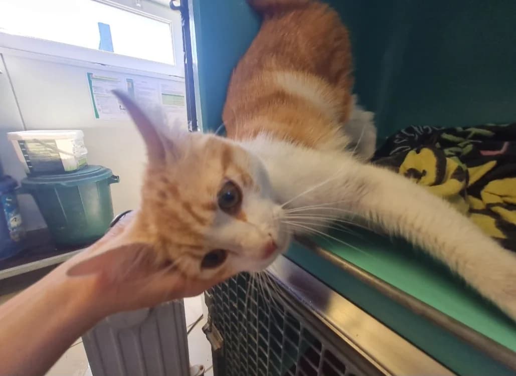 CARAMEL (PROMIS), male young Mixed Breed for adoption at SPA La Roche-sur-Yon, Roche Sur Yon