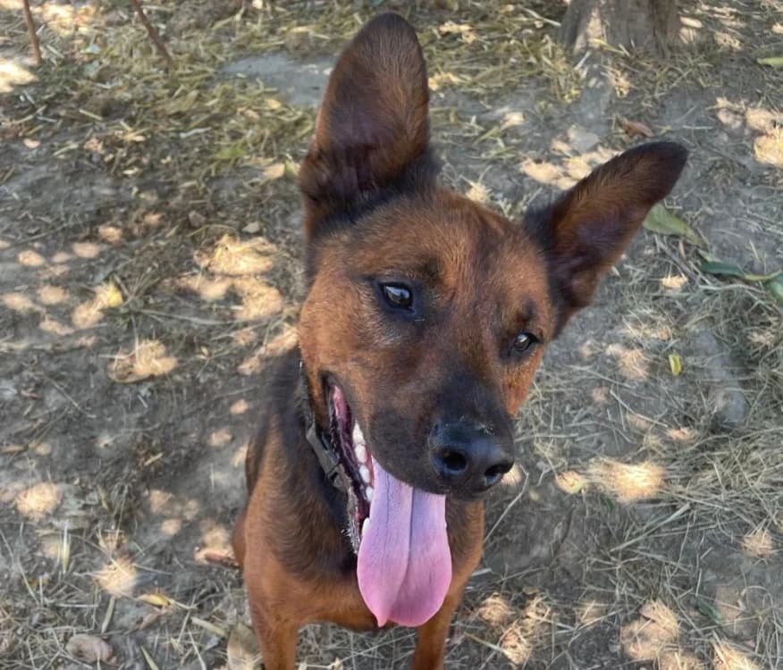 Doudou, male 3yo Belgian Malinois for adoption at SPA La Roche-sur-Yon, Roche Sur Yon