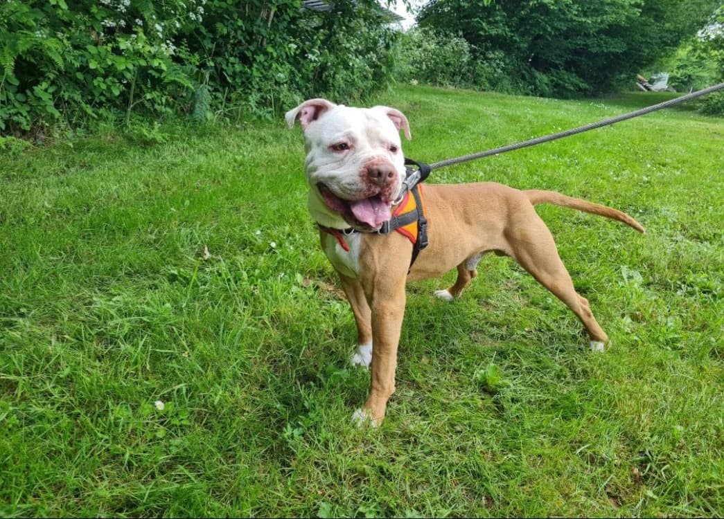 GUCCI, male 6yo Mixed Breed for adoption at SPA La Roche-sur-Yon, Roche Sur Yon