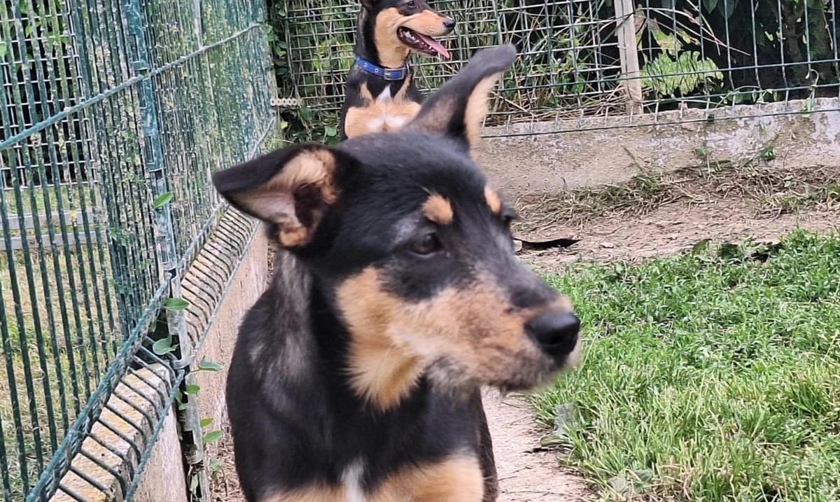 URIEL, male puppy Mixed Breed for adoption at SPA La Roche-sur-Yon, Roche Sur Yon