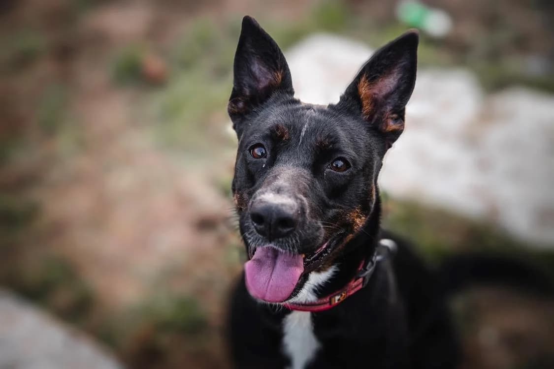 XENA A TROUVE SA FAMILLE, female 5yo Mixed Breed for adoption at SPA La Roche-sur-Yon, Roche Sur Yon