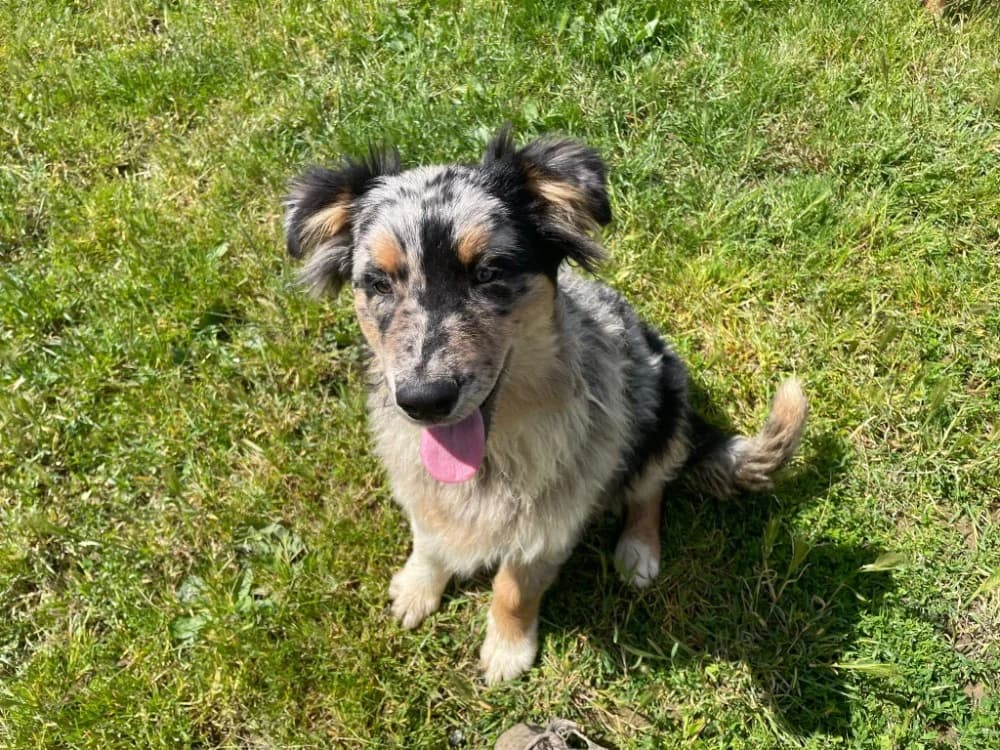 ASLAN (PROMIS), male puppy Mixed Breed for adoption at SPA La Roche-sur-Yon, Roche Sur Yon