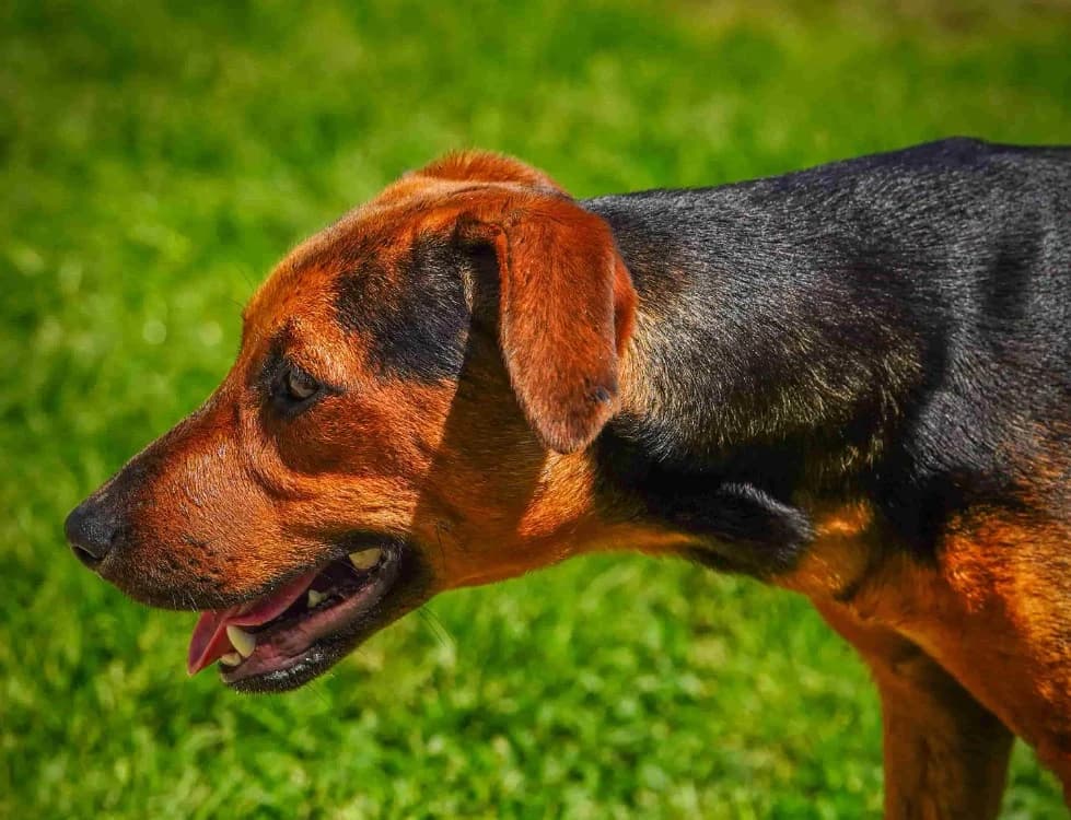 GALADRIEL Promise, female Mixed Breed for adoption at SPA La Roche-sur-Yon, Roche Sur Yon
