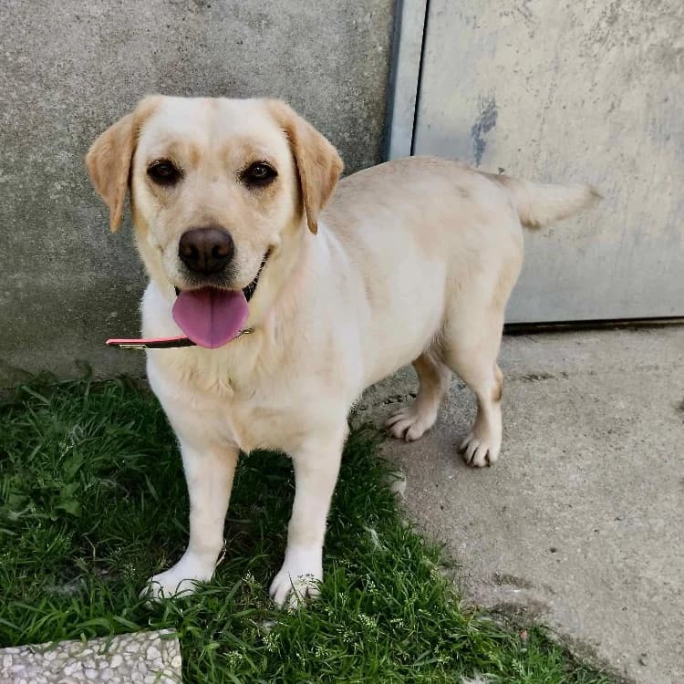 UNIKA Promise, female young Labrador Retriever for adoption at SPA La Roche-sur-Yon, Roche Sur Yon