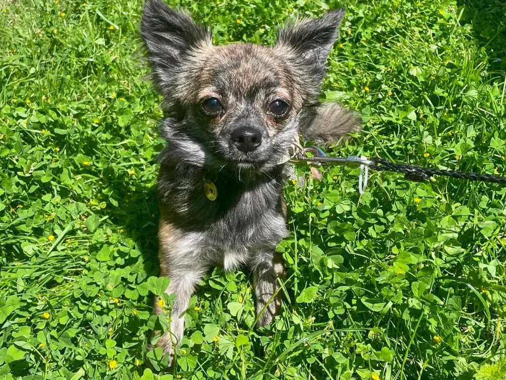 ANETTE promise à une famille, female Chihuahua for adoption at SPA La Roche-sur-Yon, Roche Sur Yon