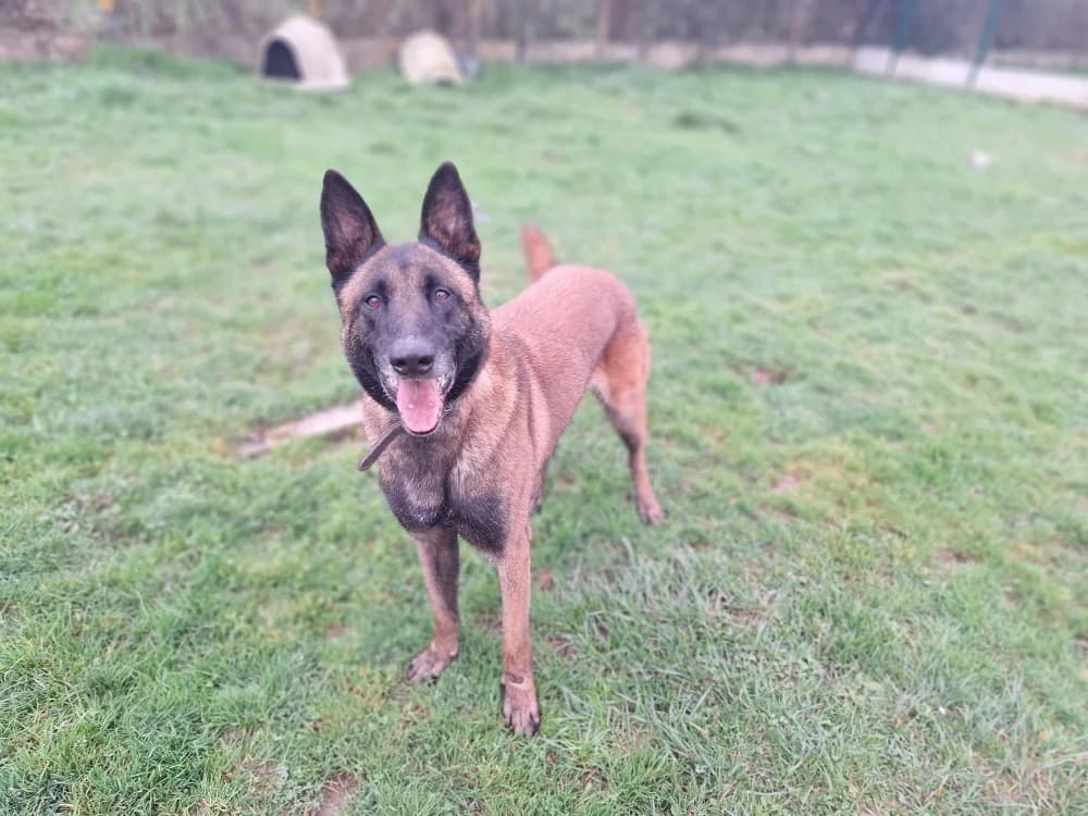 ROCKY, male 5yo Belgian Malinois for adoption at SPA La Roche-sur-Yon, Roche Sur Yon