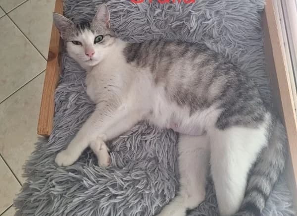 ORALIA, female Mixed Breed for adoption at SPA La Roche-sur-Yon, Roche Sur Yon