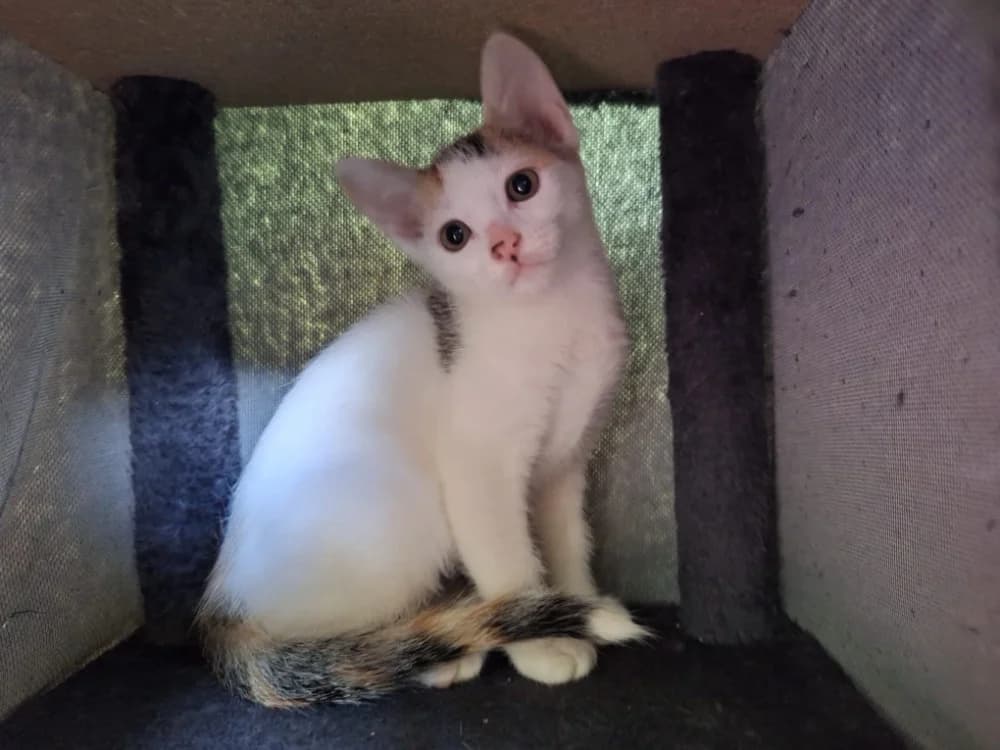 JUDE, female mixed breed for adoption at SPA La Roche-sur-Yon, Roche Sur Yon