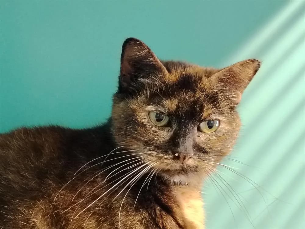 MARGARITA, female 6yo Mixed Breed for adoption at SPA La Roche-sur-Yon, Roche Sur Yon