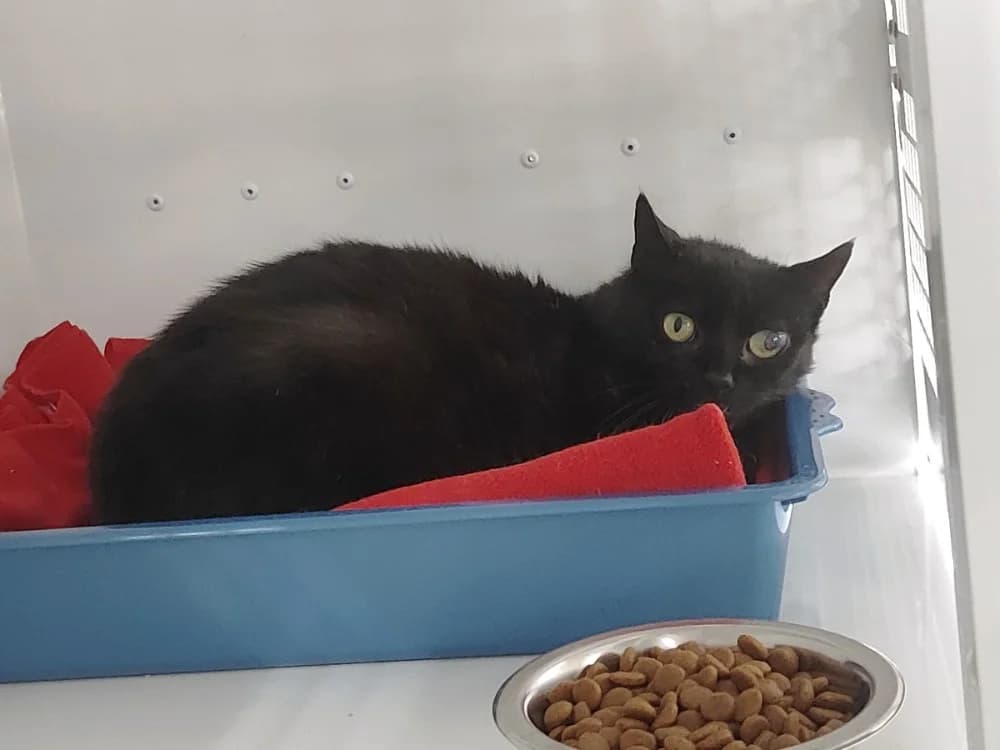 HANNO, male 7yo Mixed Breed for adoption at SPA La Roche-sur-Yon, Roche Sur Yon