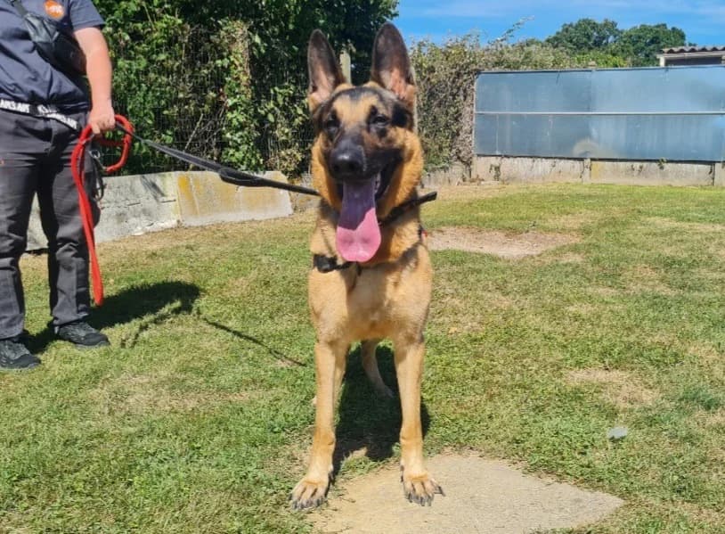 ULYSSE, male young German Shepherd for adoption at SPA La Roche-sur-Yon, Roche Sur Yon