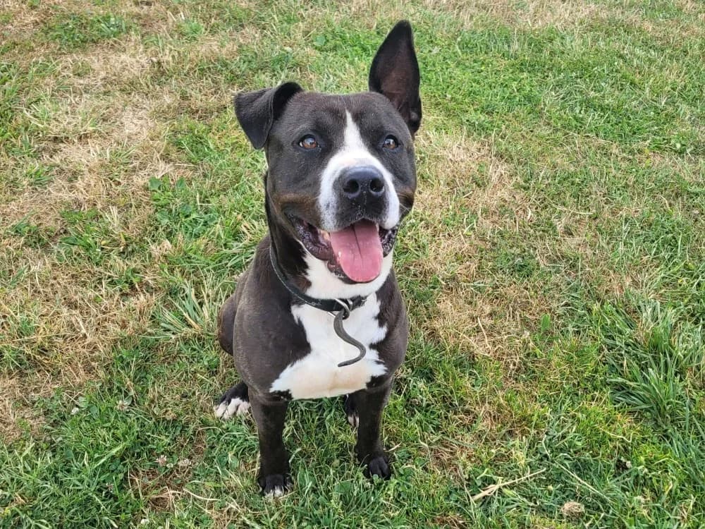 VALKO, male young American Bully for adoption at SPA La Roche-sur-Yon, Roche Sur Yon