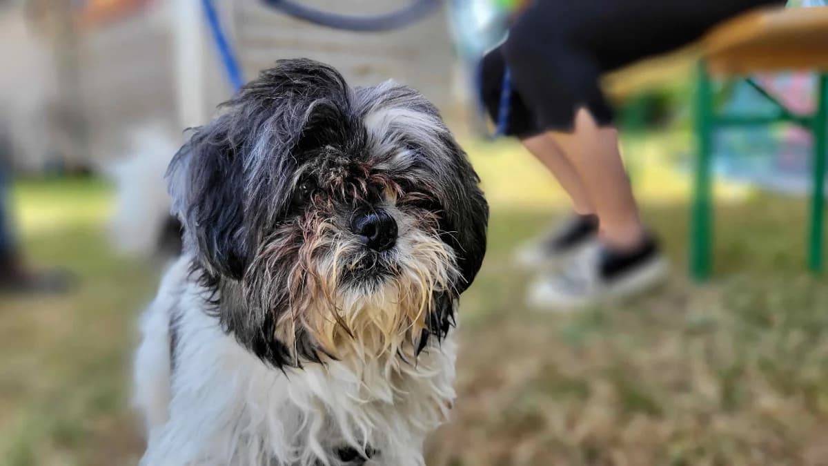 GADGET En cours d'adoption, male senior Shih Tzu for adoption at SPA La Roche-sur-Yon, Roche Sur Yon