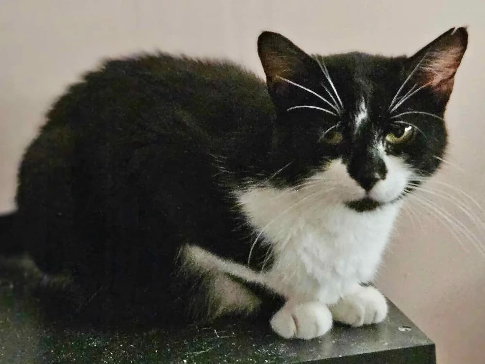 OPERA, female Mixed Breed for adoption at SPA La Roche-sur-Yon, Roche Sur Yon