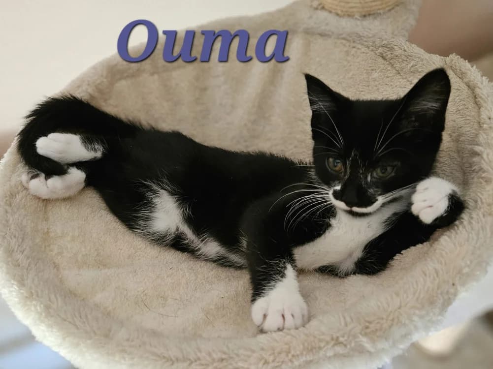 OUMA, female puppy Mixed Breed for adoption at SPA La Roche-sur-Yon, Roche Sur Yon