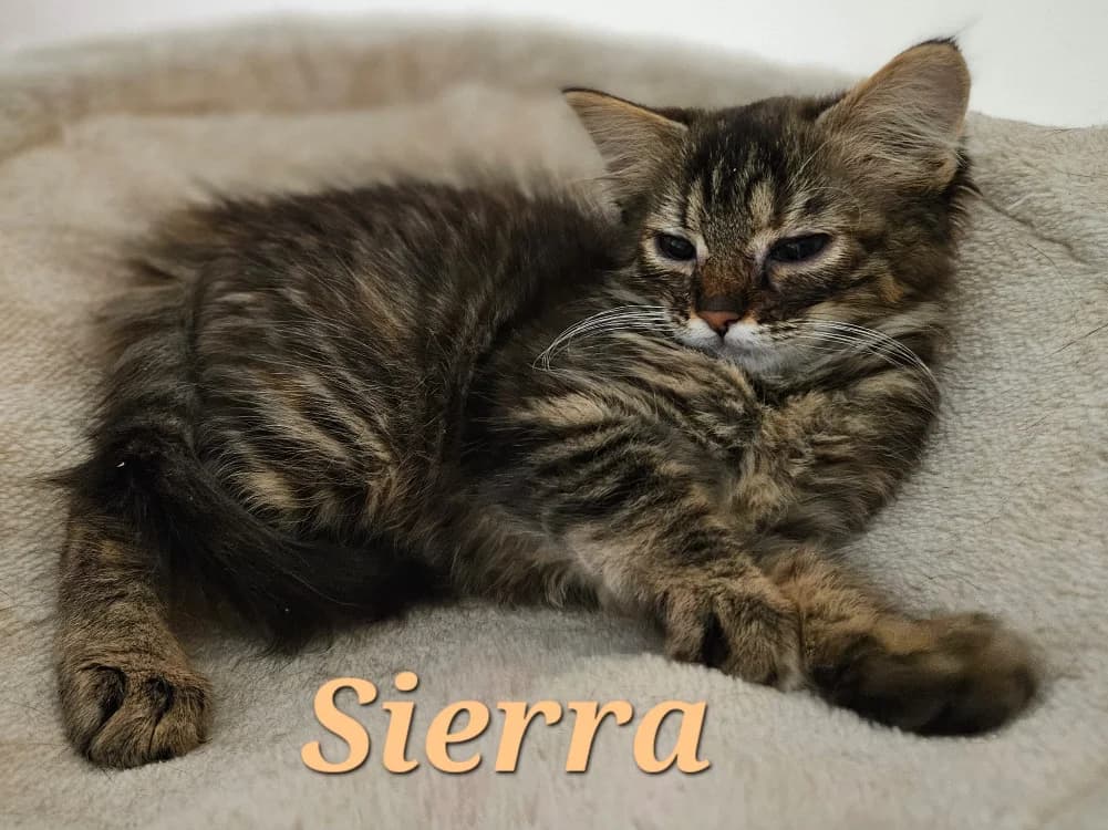 SIERRA ( A TROUVE SA FAMILLE), female puppy Mixed Breed for adoption at SPA La Roche-sur-Yon, Roche Sur Yon